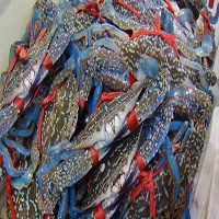 泰安海鲜活体空运